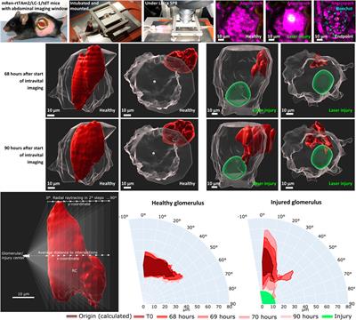 A quantitative 3D intravital look at the juxtaglomerular renin-cell-niche reveals an individual intra/extraglomerular feedback system